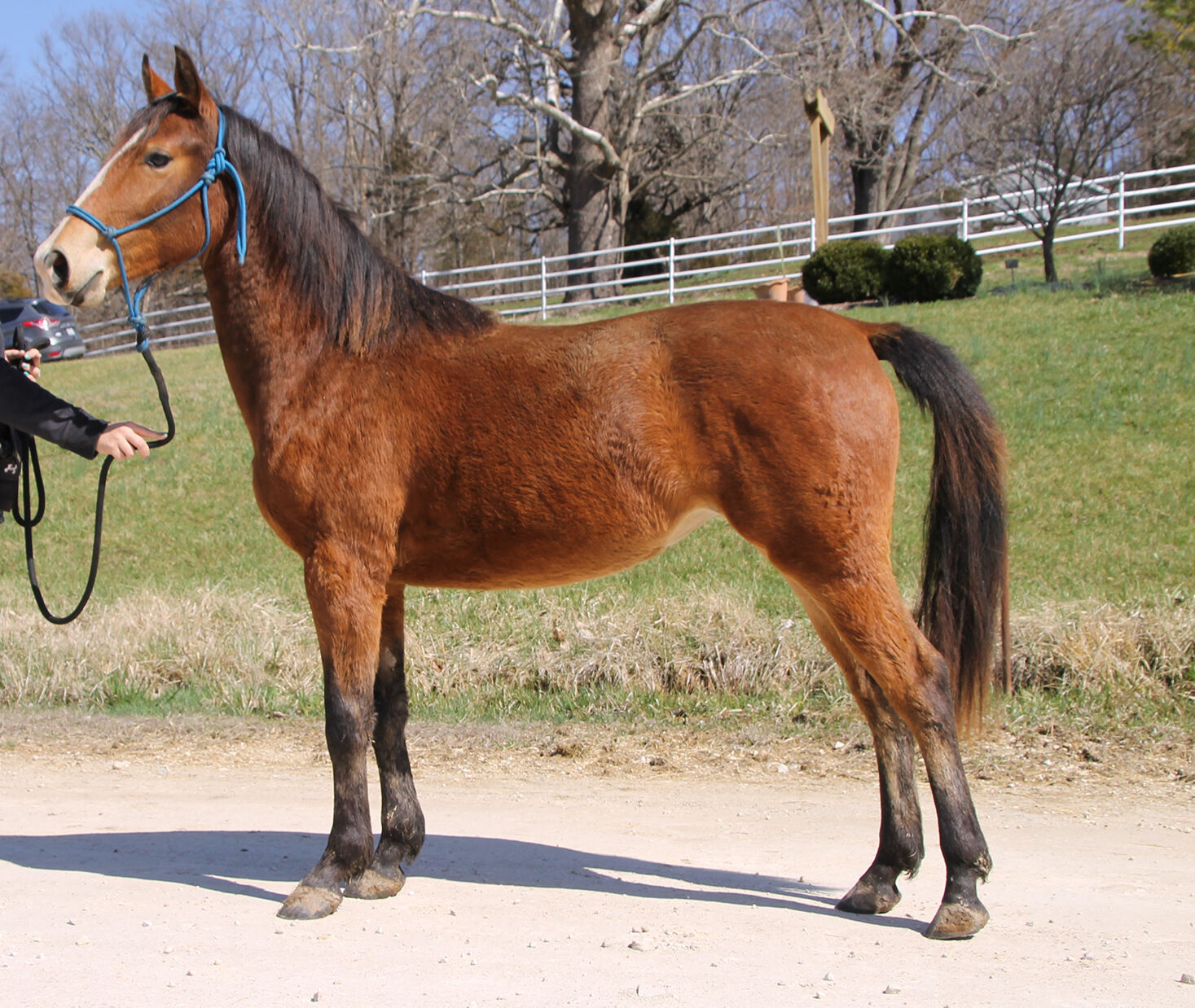 Last week's pet, still available: Valentine